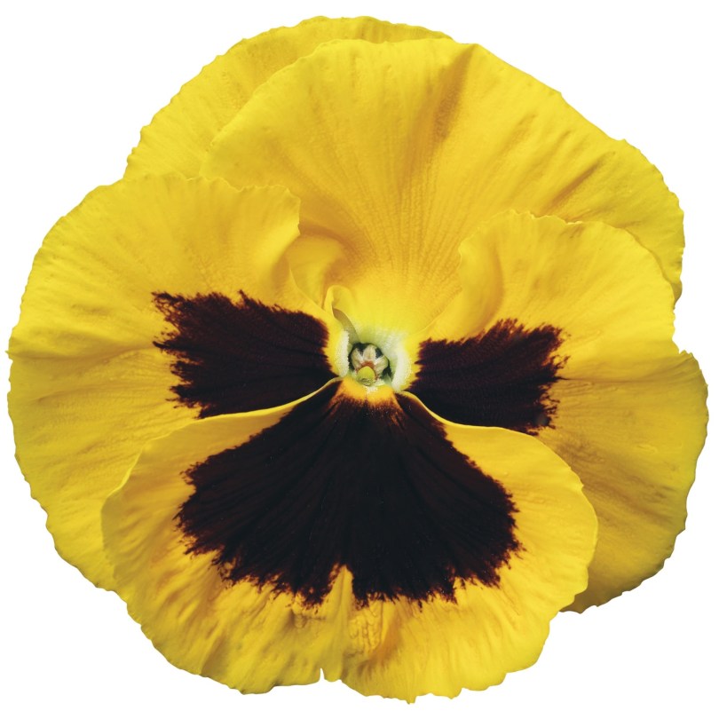colossus yellow with blothch